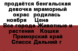 продаётся бенгальская девочка(мраморный окрас).родилась 5ноября, › Цена ­ 8 000 - Все города Животные и растения » Кошки   . Приморский край,Спасск-Дальний г.